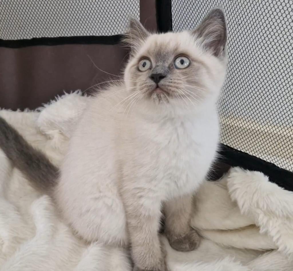 Mix Ragdoll en Britse korthaar kittens, Meerdere dieren, Ontwormd, 0 tot 2 jaar