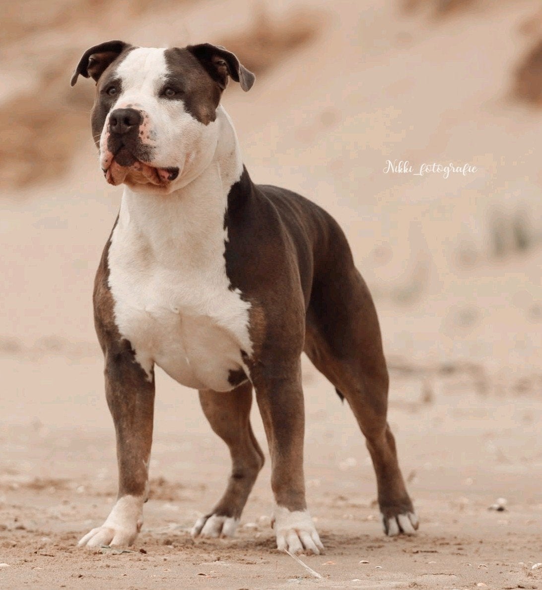 American Bully xl Dekreu *Getest *ABKC, Reu, Eén hond, 3 tot 5 jaar, Nederland