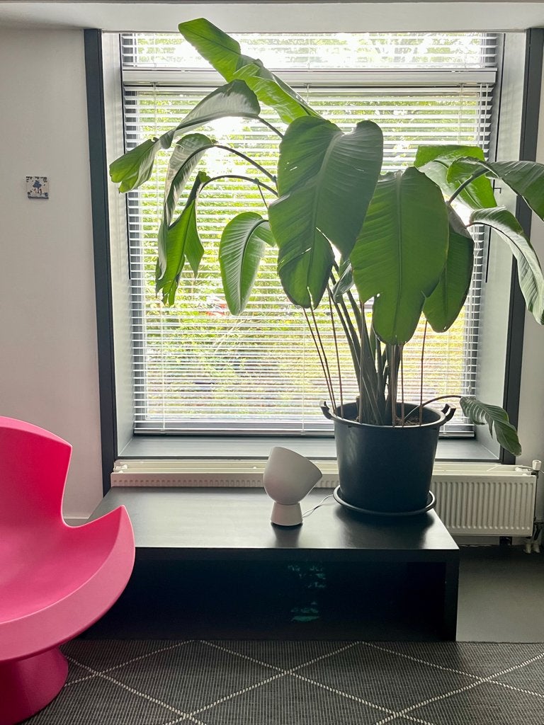 Strelitzia | Paradijsvogelplant | Kamerplant | Plant met pot, Ophalen, Overige soorten, Halfschaduw, In pot