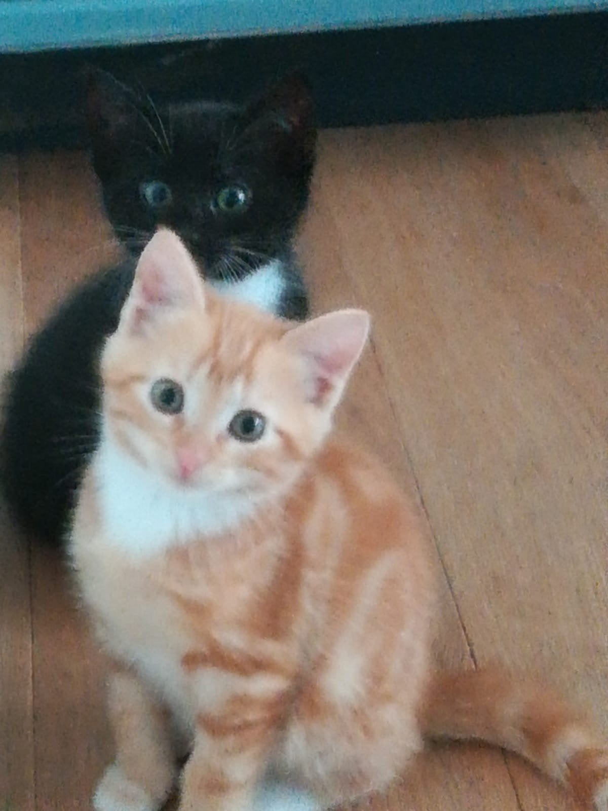 rood kitten, Poes, Kortharig, 0 tot 2 jaar
