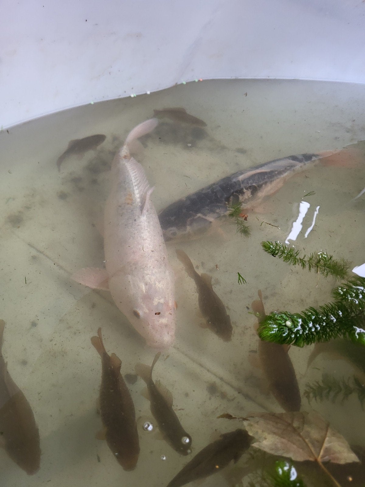 2 mooie koi karpers van ongeveer 45 cm, Karper of Koi