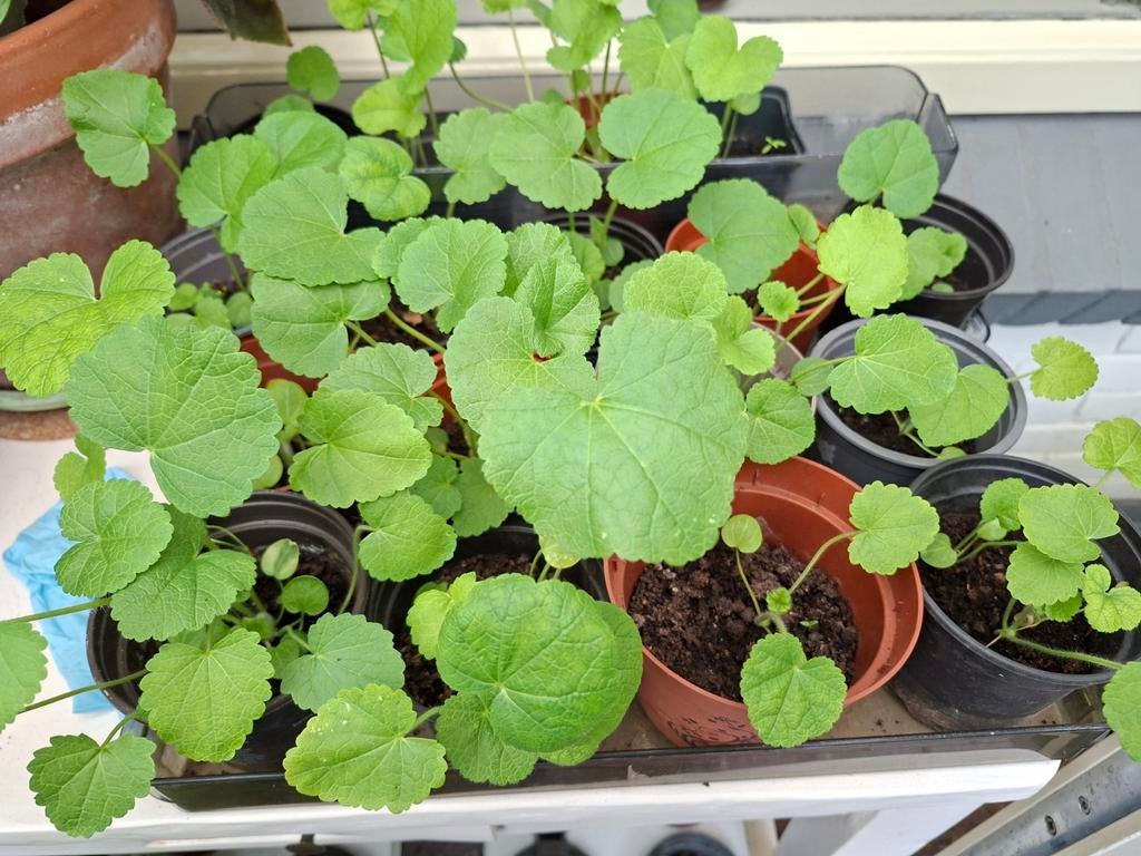 Stokroos plantjes, Ophalen, Minder dan 100 cm, Overige soorten, Zomer