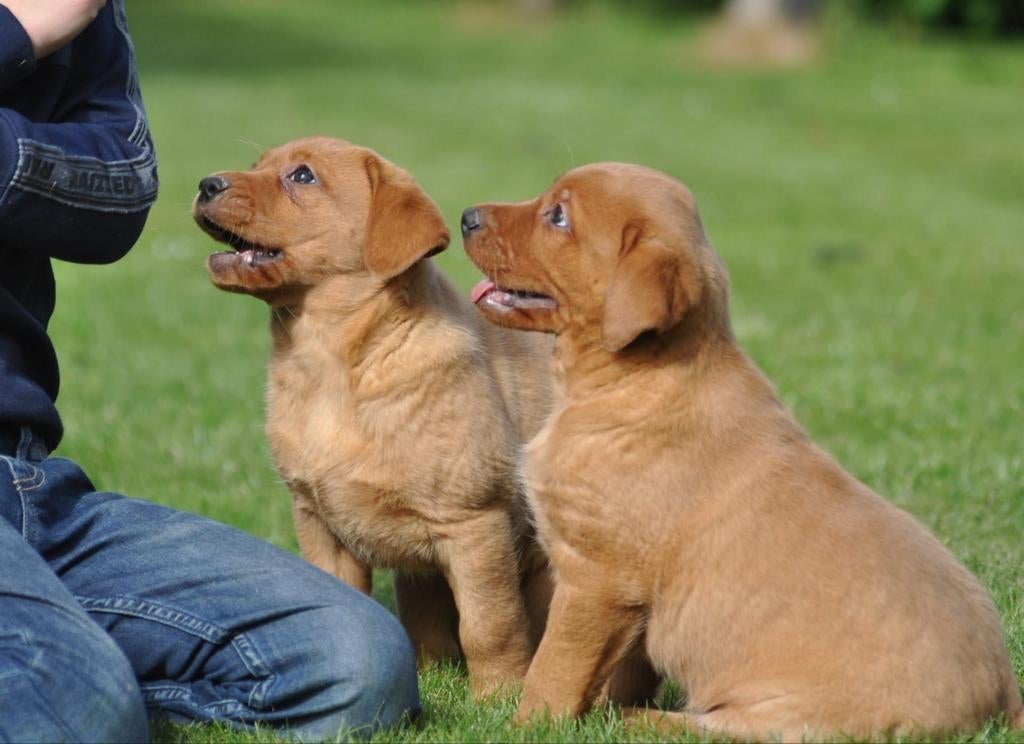 Mooie redfox labrador pups uit geteste ouders, Dieren en Toebehoren, Honden | Retrievers, Spaniëls en Waterhonden, Meerdere dieren