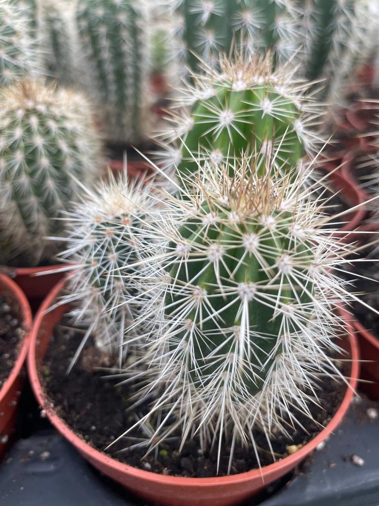Cactussen 15 soorten 10,5 cm pot nergens zo goedkoop., Ophalen of Verzenden, Minder dan 100 cm, Bloeiende kamerplant, Volle zon