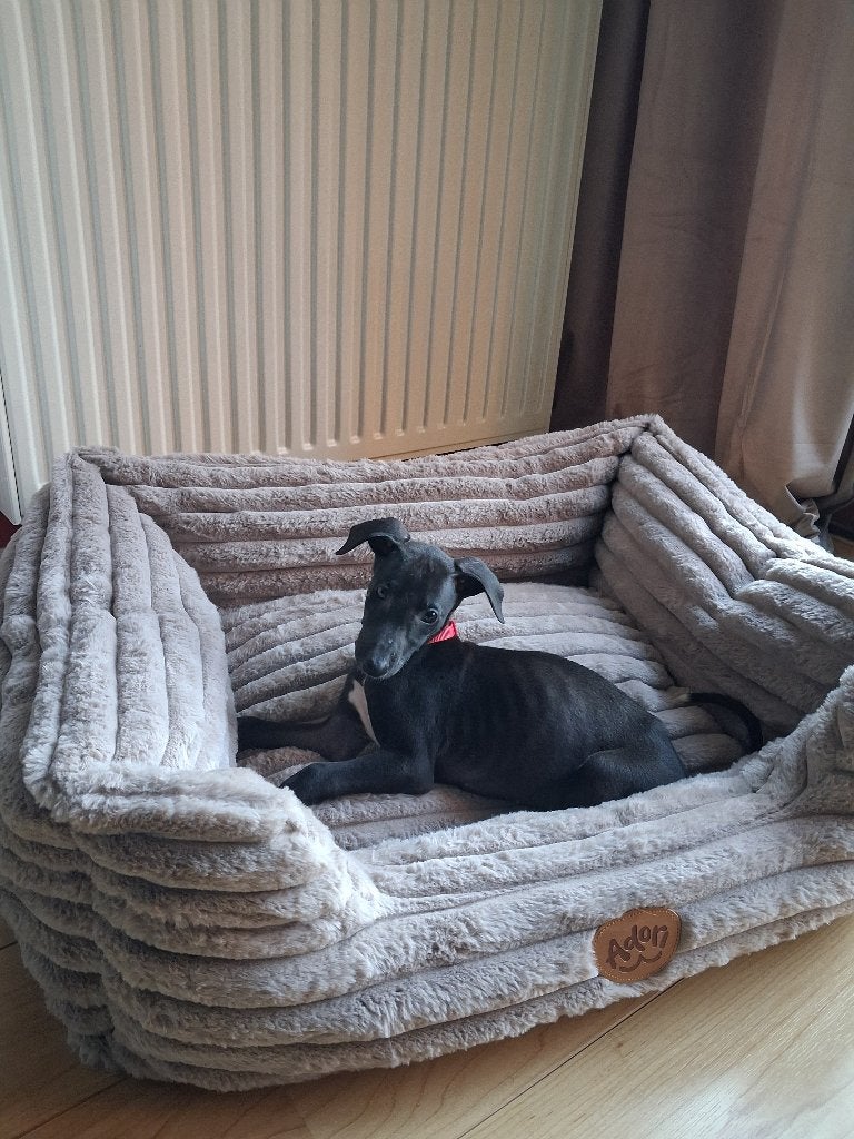 Whippet x Greyhound pup, Dieren en Toebehoren, Whippet, Reu, 8 tot 15 weken, CDV (hondenziekte)