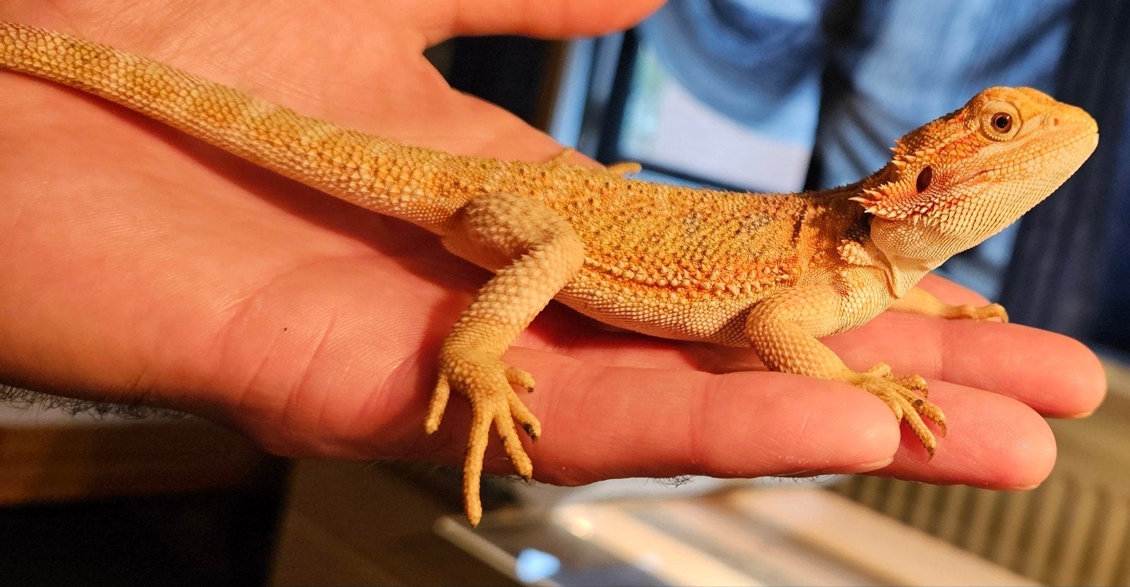 Nestje Baardagamen ( Pogona Vitticeps )  4 maanden oud., Dieren en Toebehoren, Ophalen, Nieuw, Overige typen