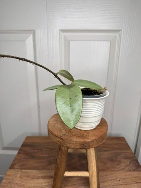 Hoya silver dollar, Huis en Inrichting, Ophalen, Overige soorten, Halfschaduw, Minder dan 100 cm