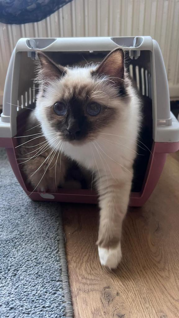 Heilige birmaan kitten te koop, Dieren en Toebehoren, Katten en Kittens | Raskatten | Korthaar, Poes, Gechipt