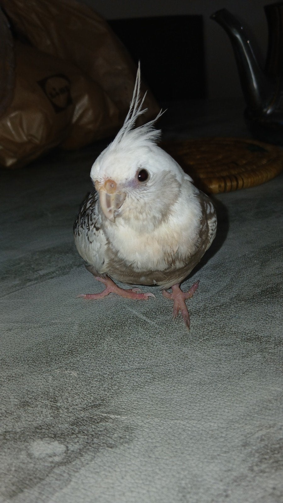 cockatiel vogel hij is tam een hij is 4 maanden, Ophalen of Verzenden