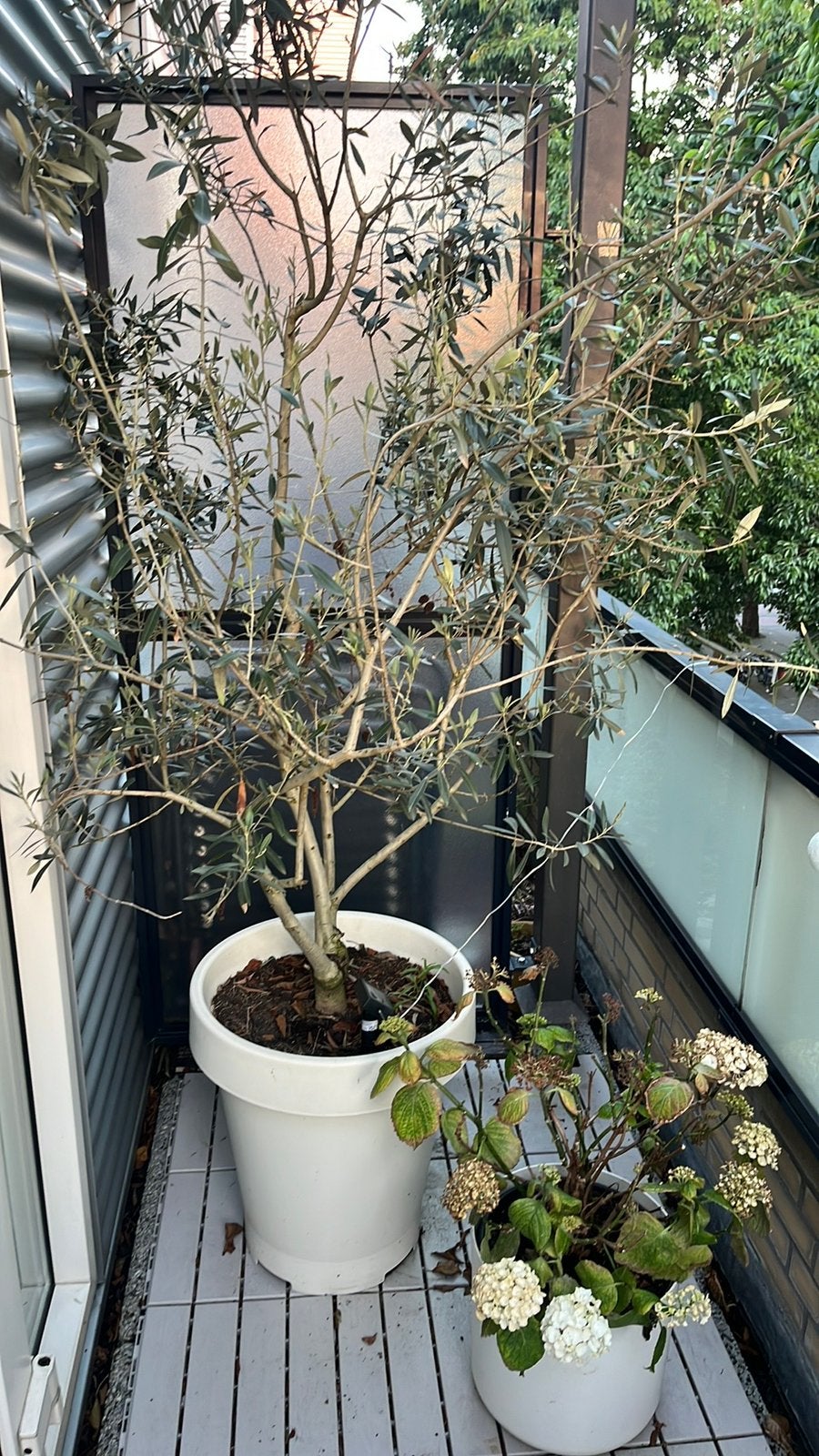 Olijfboom en conifer, Olijfboom, 250 tot 400 cm, Zomer, Ophalen