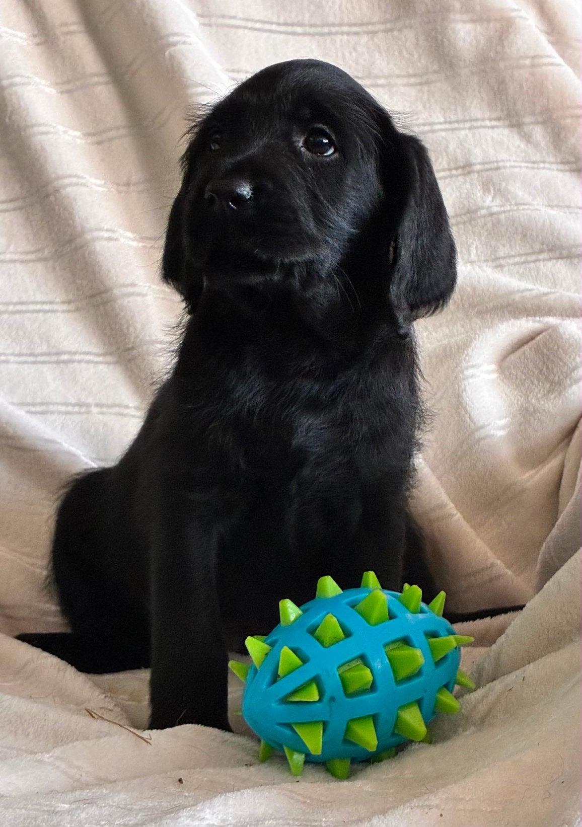 Mooie gezonde labradoodle pups, Dieren en Toebehoren, Honden | Retrievers, Spaniëls en Waterhonden, Parvo, Overige rassen, 8 tot 15 weken