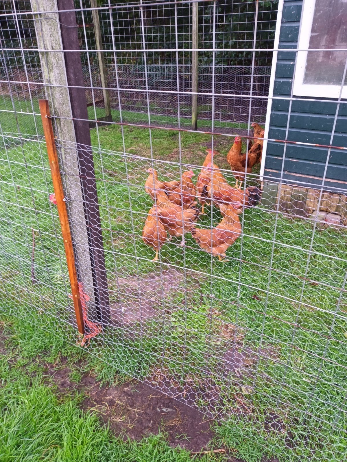 newhamshir hanen, Dieren en Toebehoren