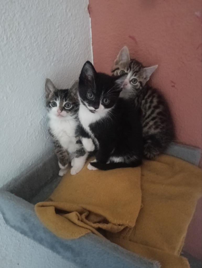 3 onwijs lieve, speelse kittens zoeken nog een forever home, Meerdere dieren