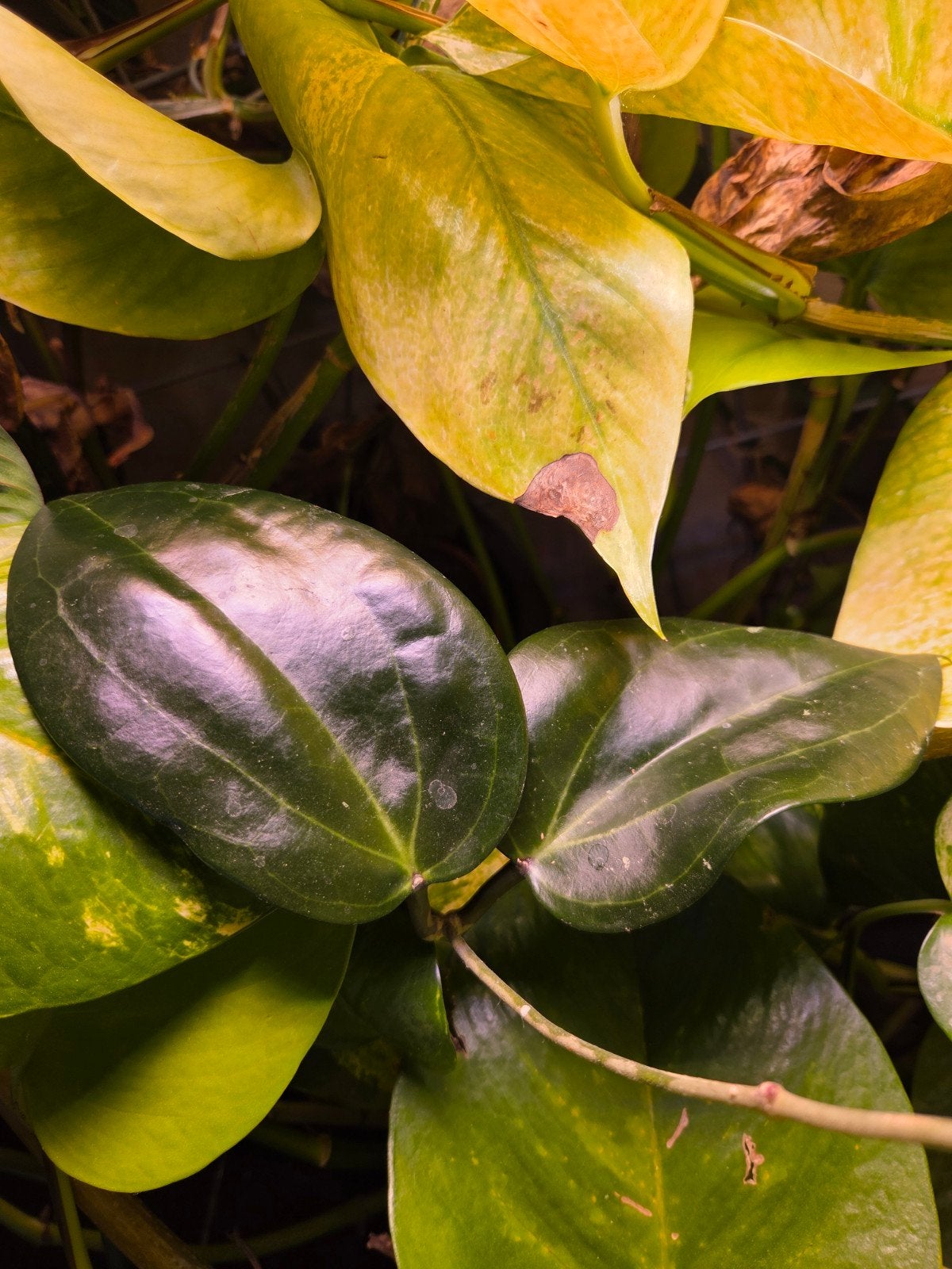 Stek Hoya latifolia big leaf, Verzenden, Volle zon