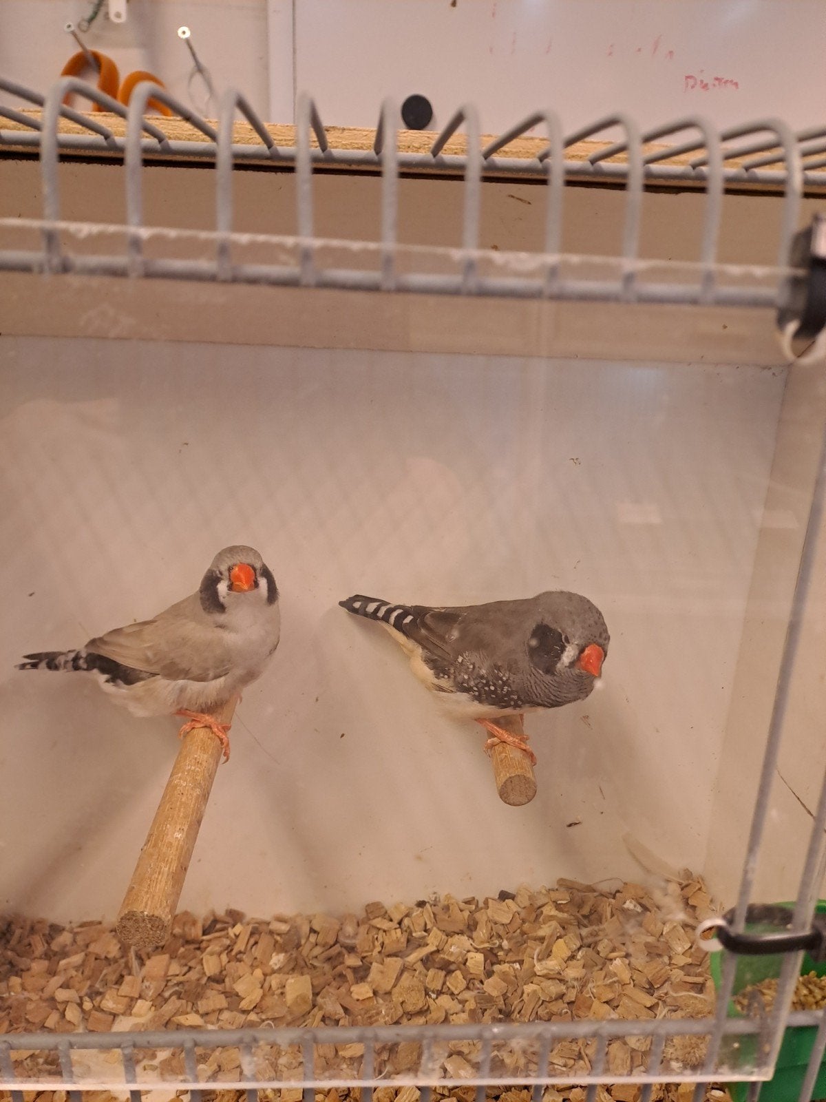 zwartwang zebravinken, Dieren en Toebehoren
