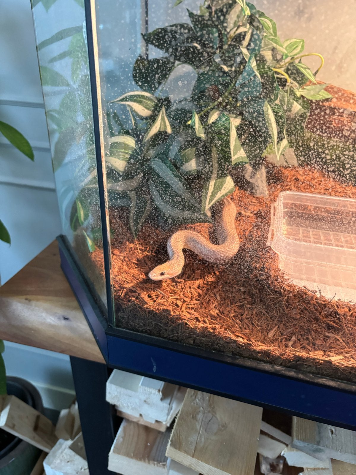 Te koop een mooie rattenslang Rat Snake photo 9