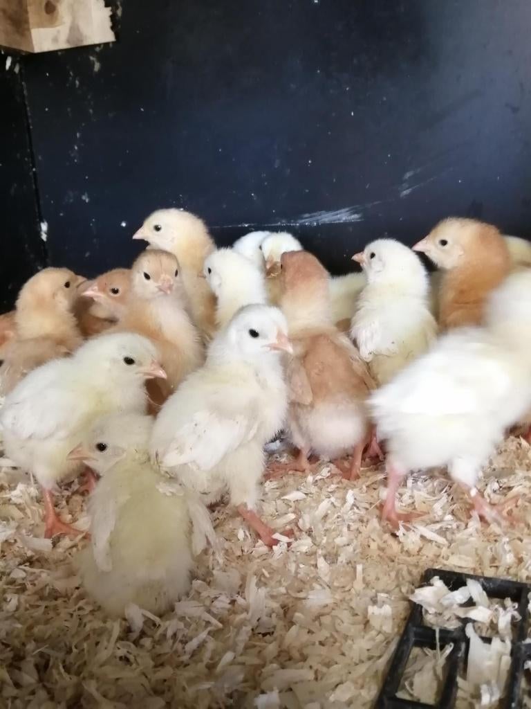 kuikentjes legkip, Dieren en Toebehoren, Geslacht onbekend, Kip