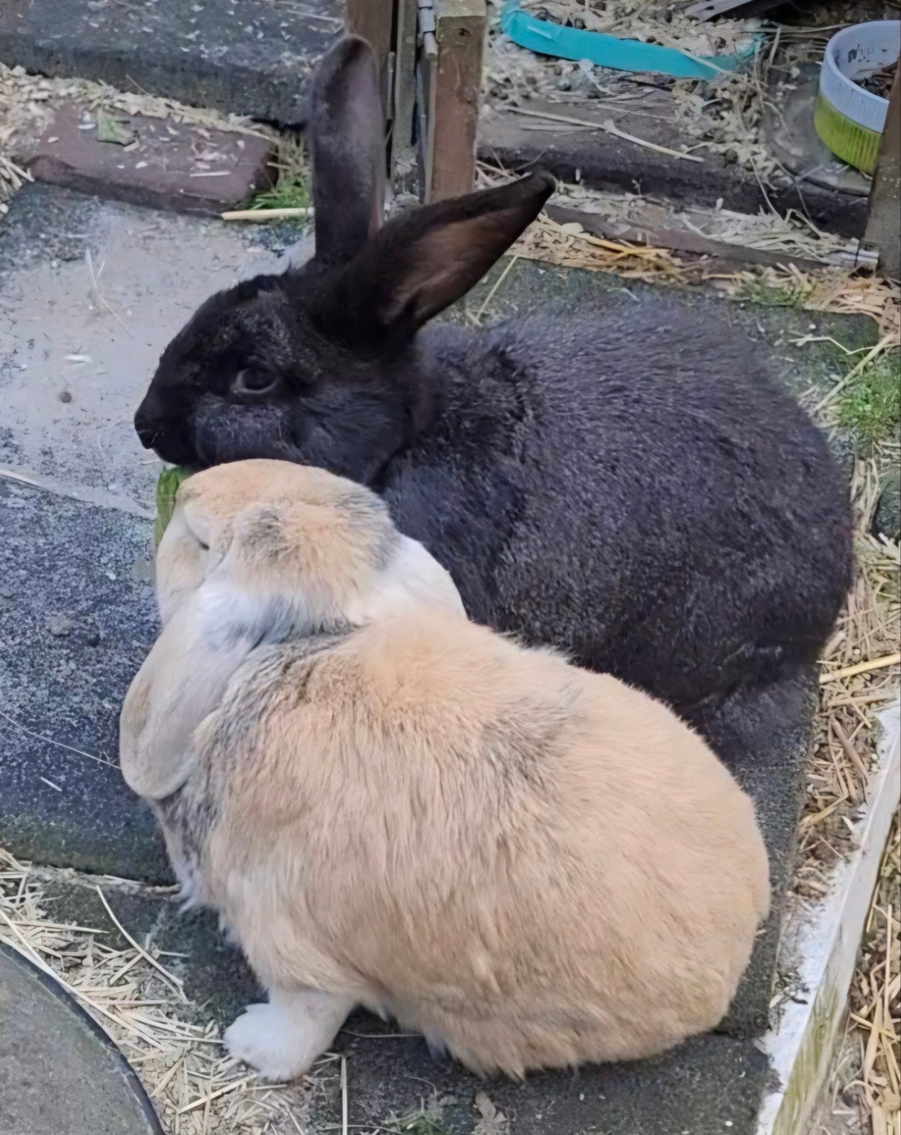 Gecastreerde ram aangeboden., Dieren en Toebehoren, Mannelijk