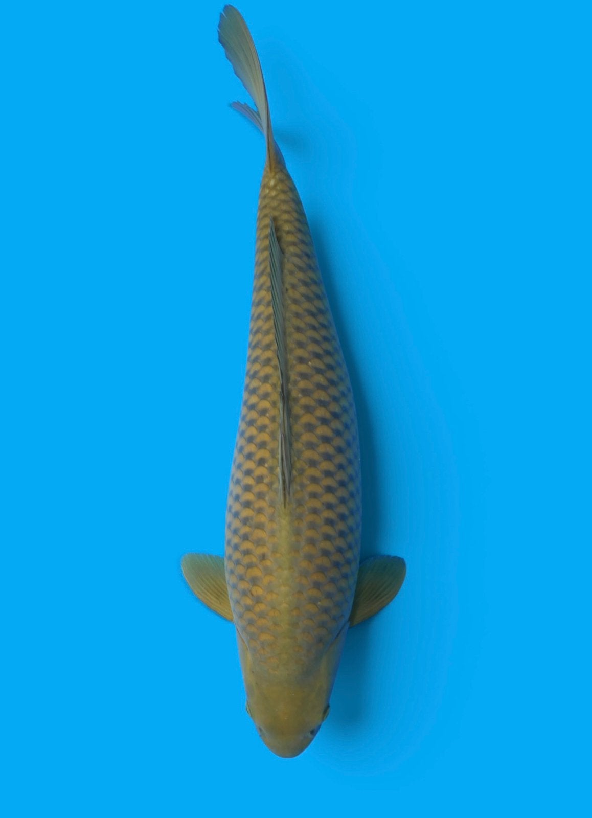 Grote female chaoi 62 cm 3 jaar jong nu met 50% KORTING SALE