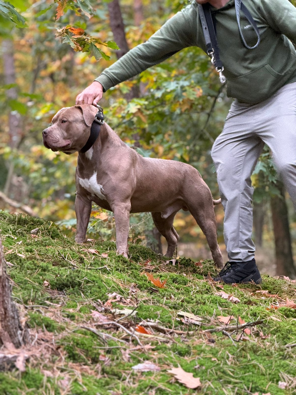 American Bully XL Dekreu – RANGER, Dieren en Toebehoren, Reu, 1 tot 2 jaar, Eén hond, CDV (hondenziekte)