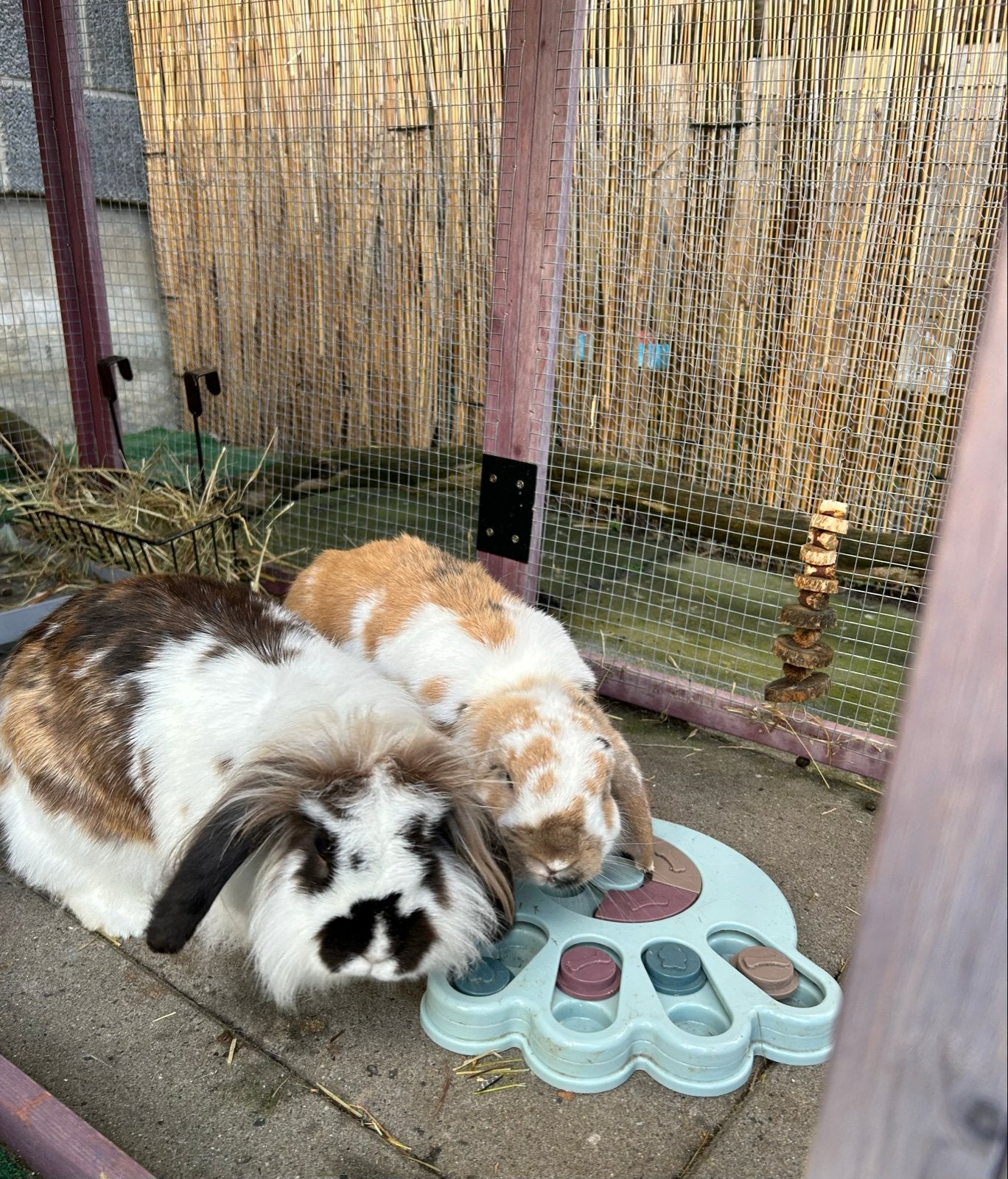 Lief konijnen koppel, Dieren en Toebehoren, Meerdere dieren