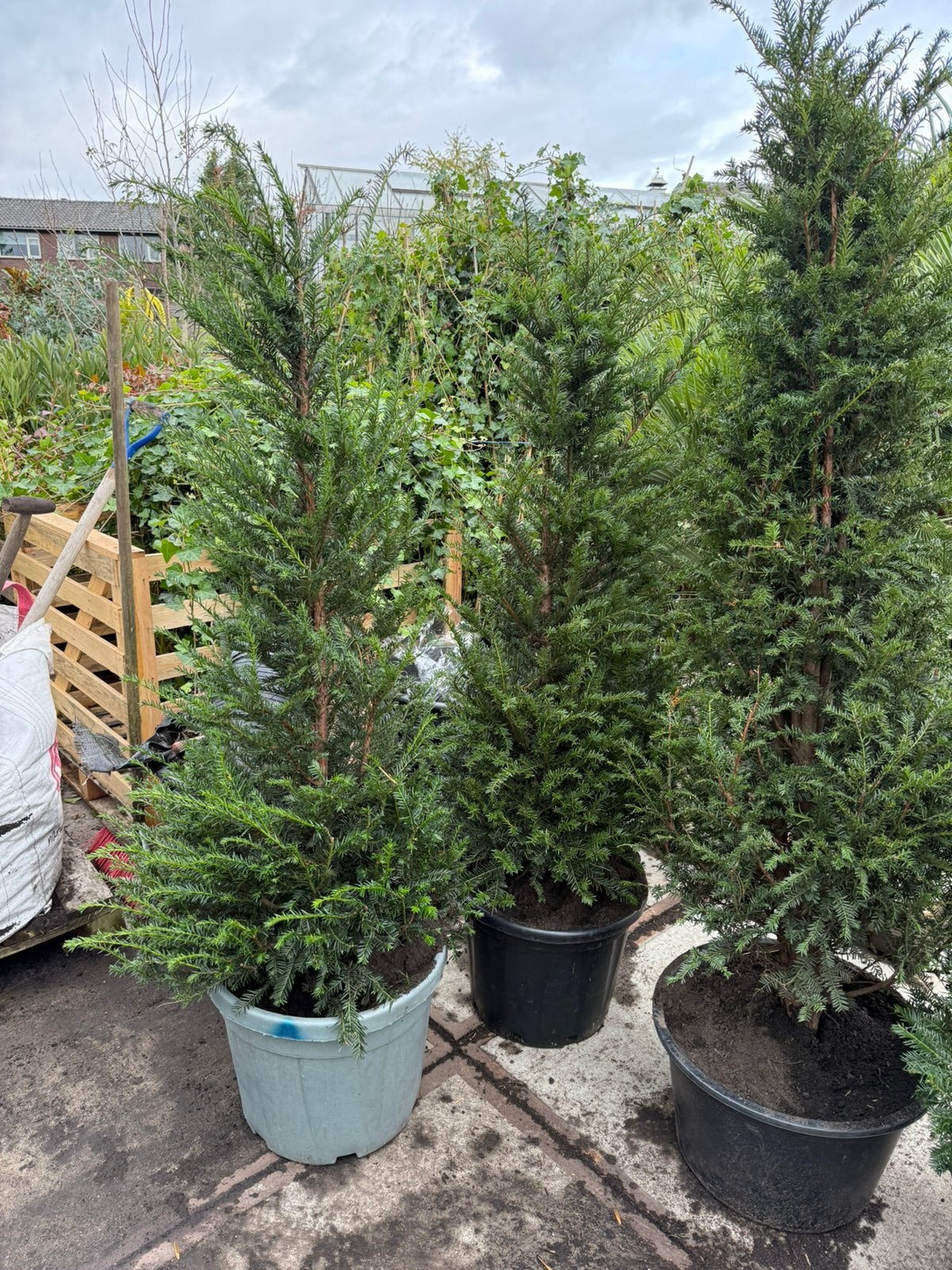 Wij hebben staan als voorbeeld div haag planten alsvoorbeeld, Ophalen, Overige soorten, Haag, 100 tot 250 cm