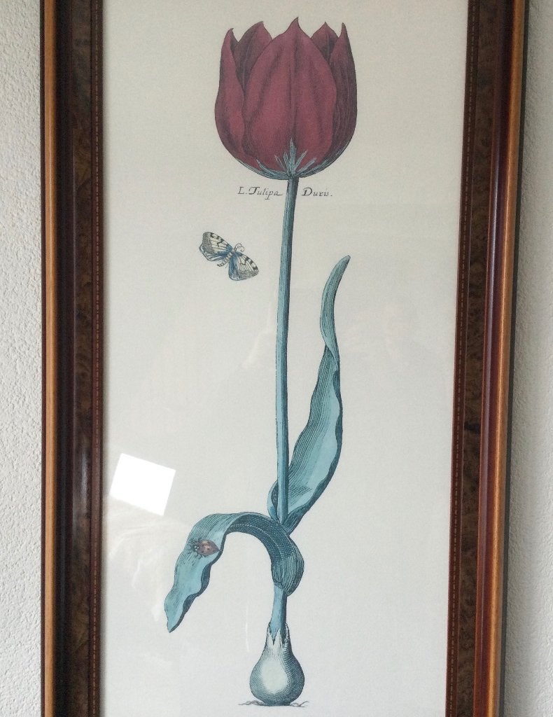Print van "antieke tulp", Ophalen