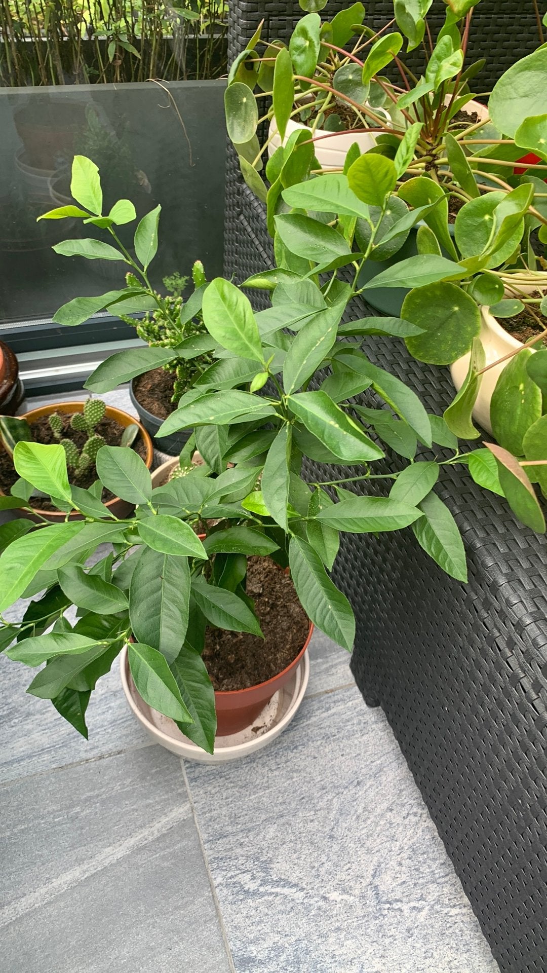 Citroen plant met pot €15, Ophalen, Halfschaduw, Minder dan 100 cm