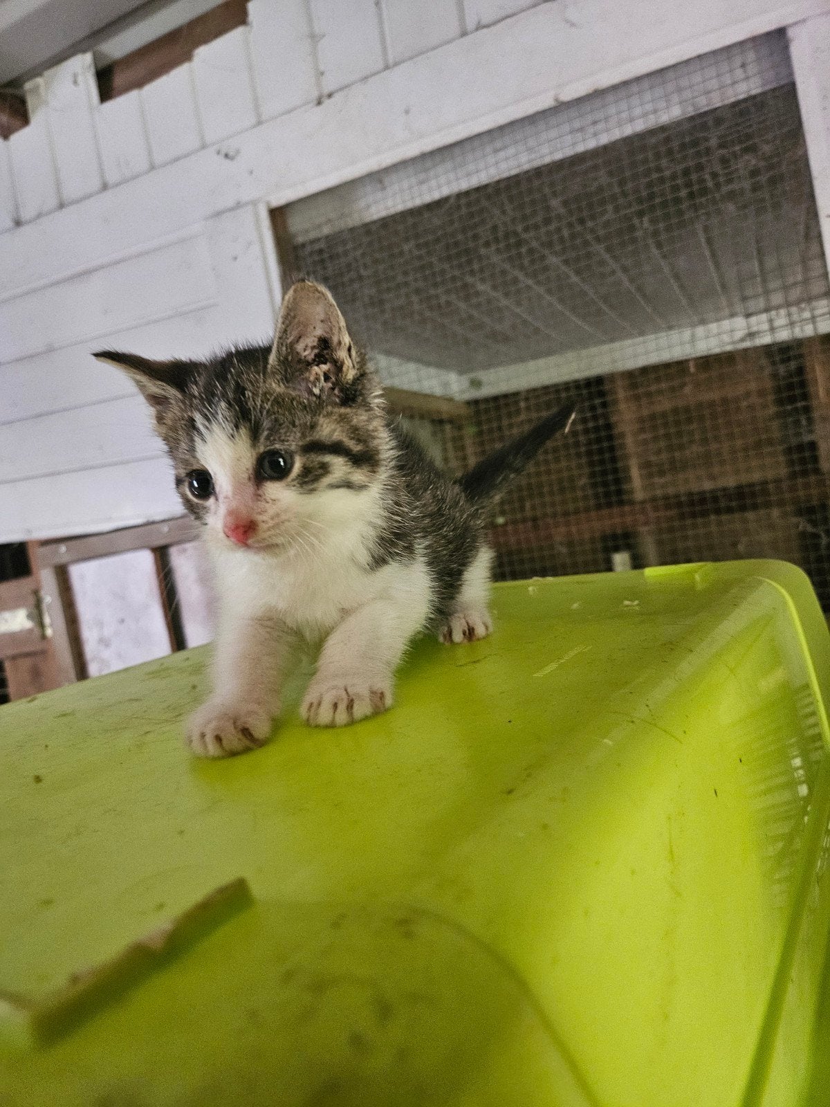 Kittens te koop, Meerdere dieren