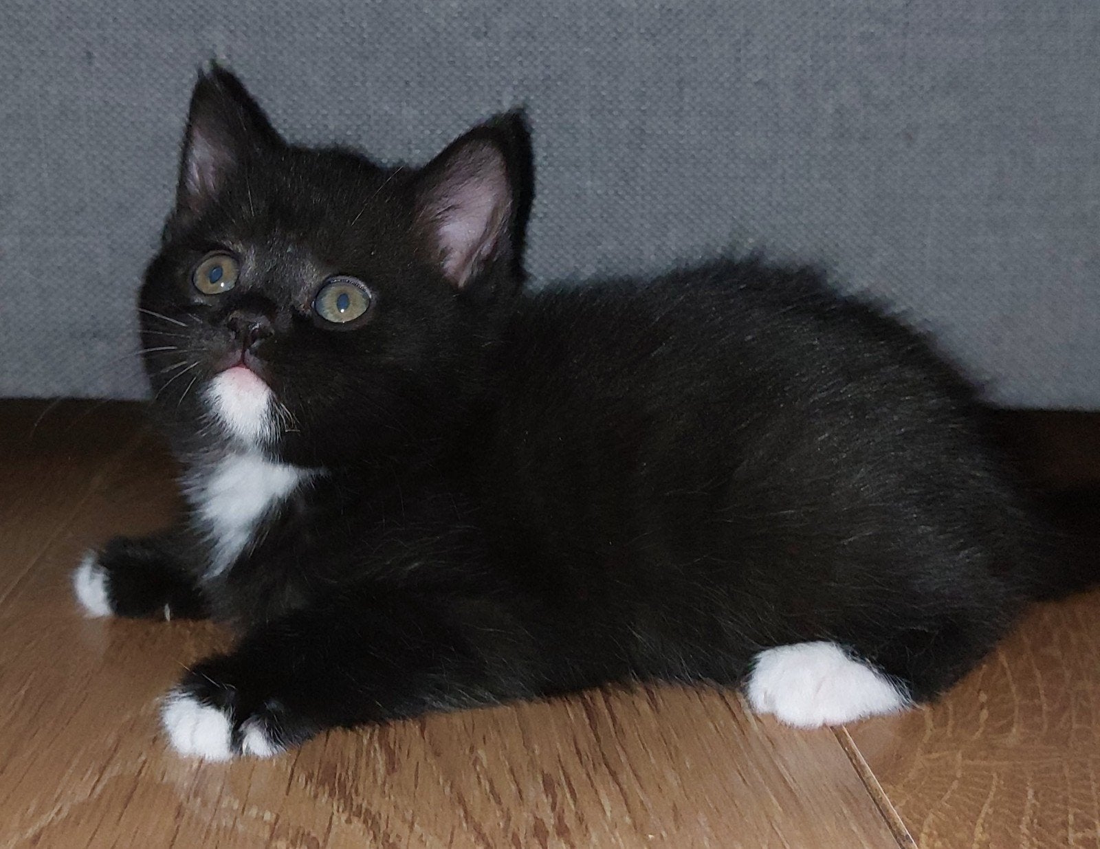 Nog 2 Britse korthaar kittens, Meerdere dieren