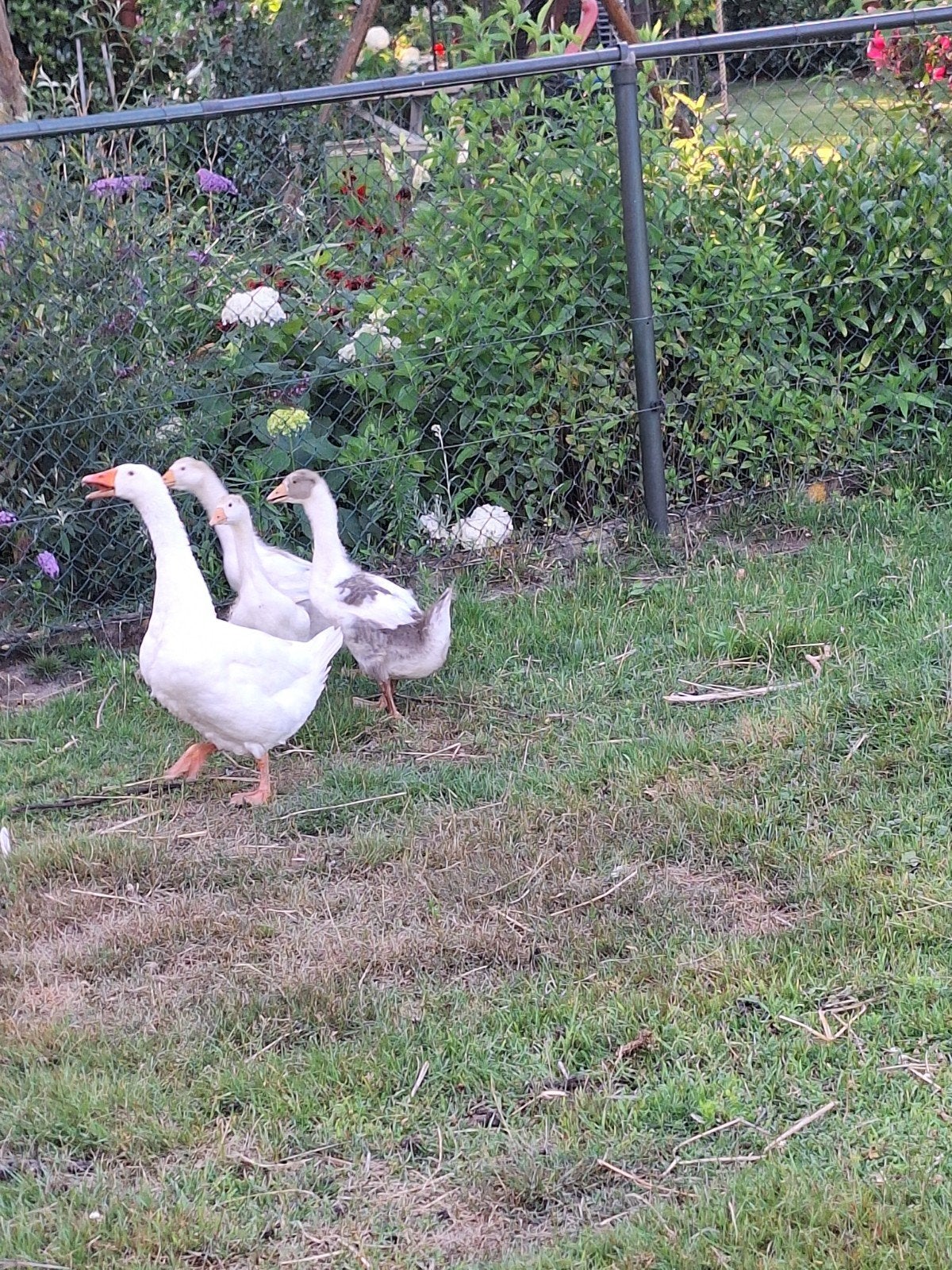 2 jonge ganzen, Dieren en Toebehoren, Meerdere dieren, Gans of Zwaan