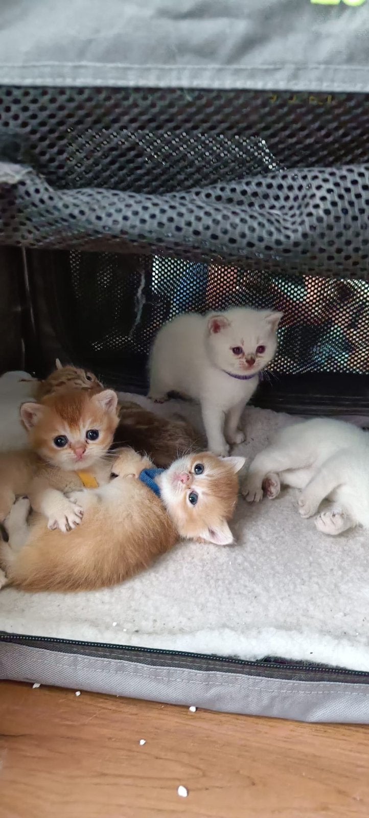 Prachtige Britse Korthaar kittens beschikbaar!, Dieren en Toebehoren, Meerdere dieren