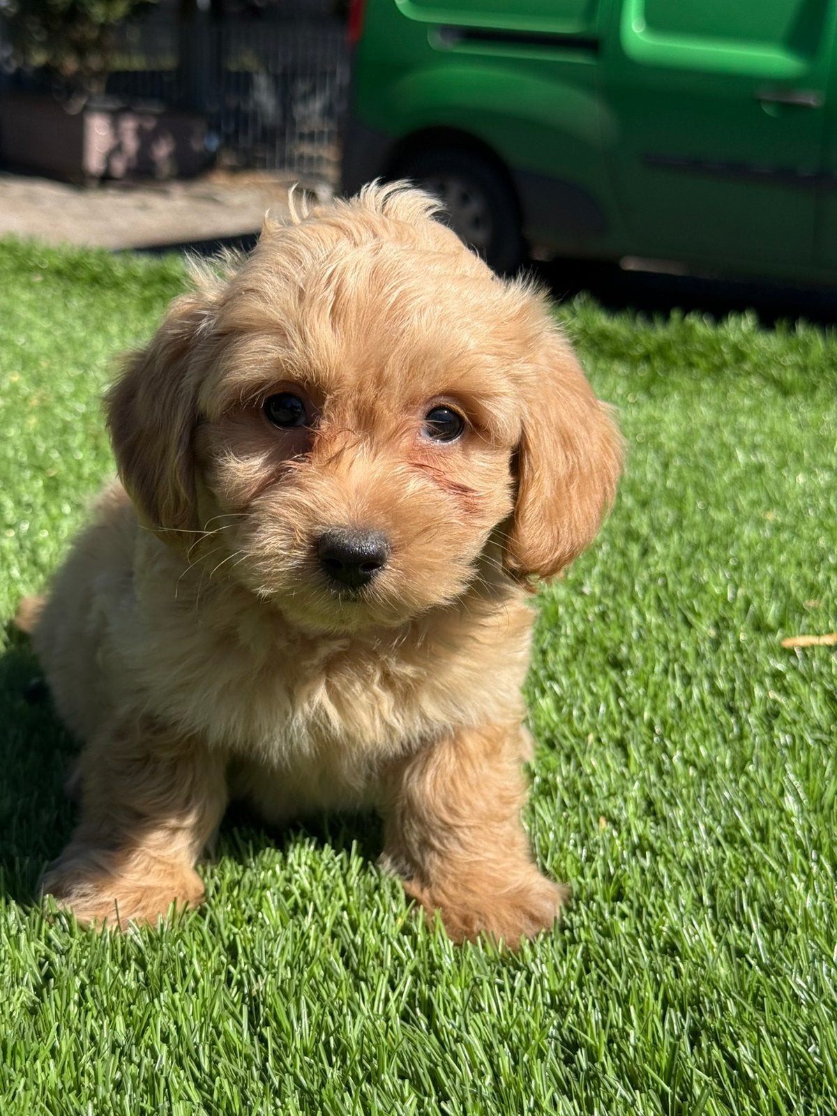 Super mooie maltipoo dwergpoedel x maltezer pups, Dieren en Toebehoren, Nederland, Overige rassen, 8 tot 15 weken, CDV (hondenziekte)
