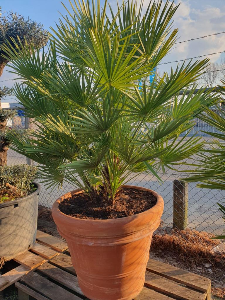 Chamaerops humilis, Tuin en Terras, Planten | Bomen, Ophalen