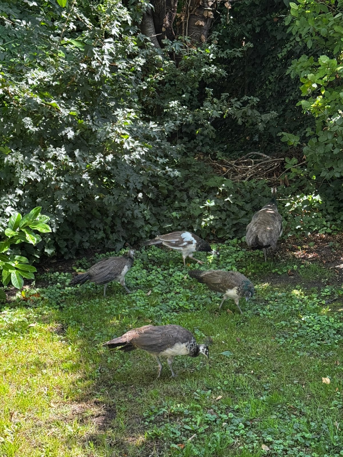 Jonge pauwen te koop, Dieren en Toebehoren, Mannelijk, Overige soorten