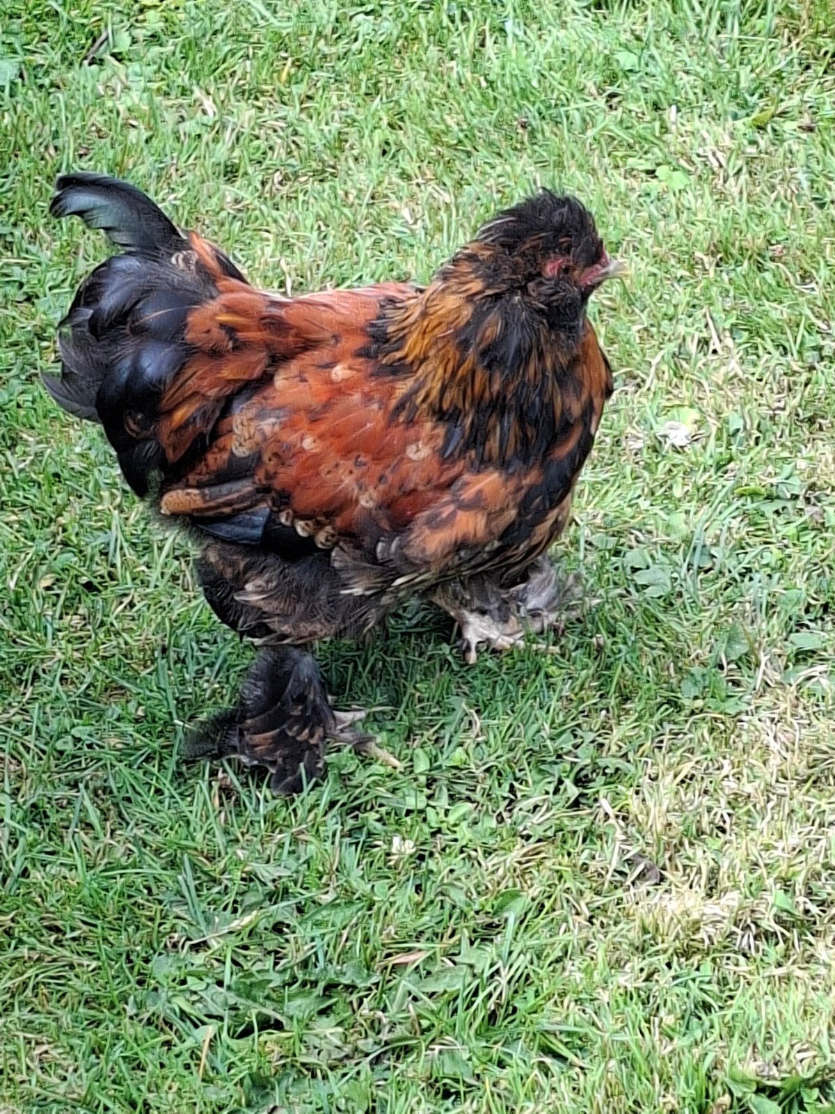 mooie jonge cochin haantjes, Dieren en Toebehoren, Pluimvee, Mannelijk, Kip