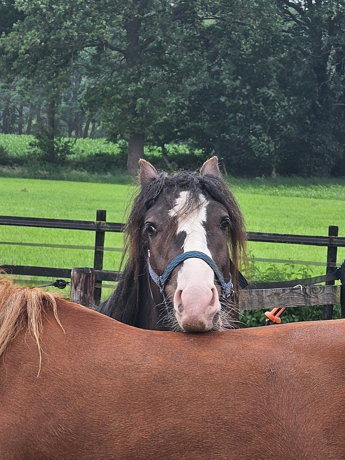Gezocht hulp op stal met paardenhart, Dieren en Toebehoren, Stalling en Weidegang, Stalling