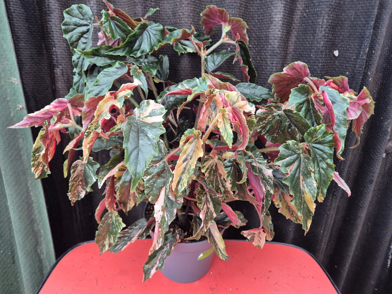 Begonia Ginny Galaxy Variegata p17
