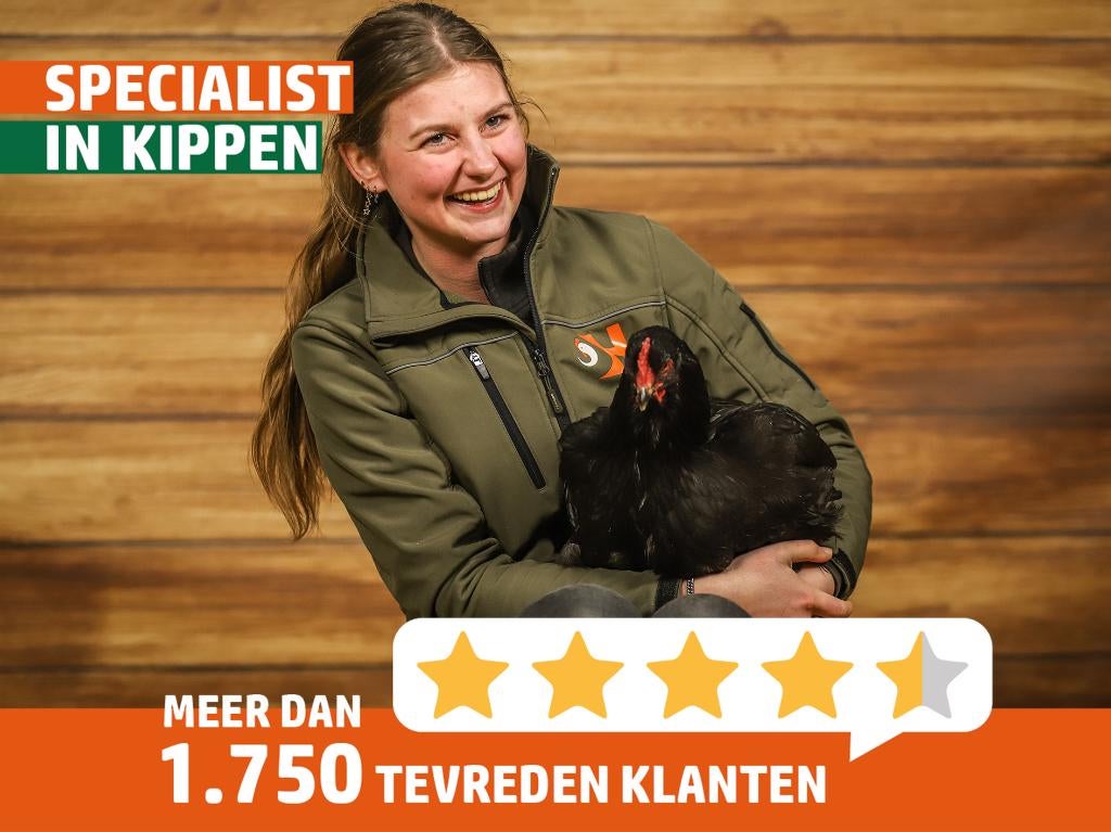Brahma groot | Tamme grote kippen | Passend advies