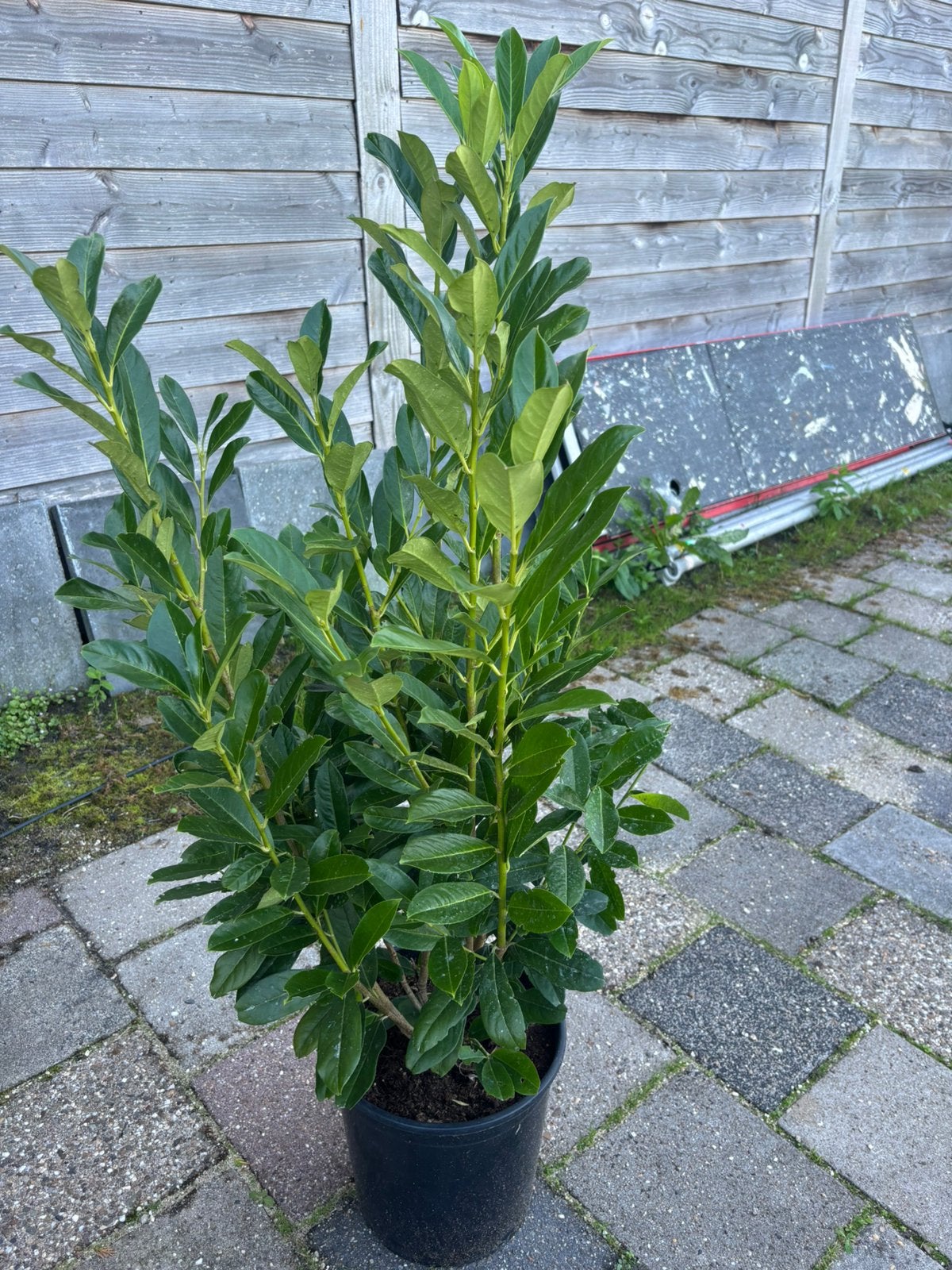 Prunus Genolia. Vanaf €7.50, Tuin en Terras, Ophalen, Laurier, Haag, 100 tot 250 cm