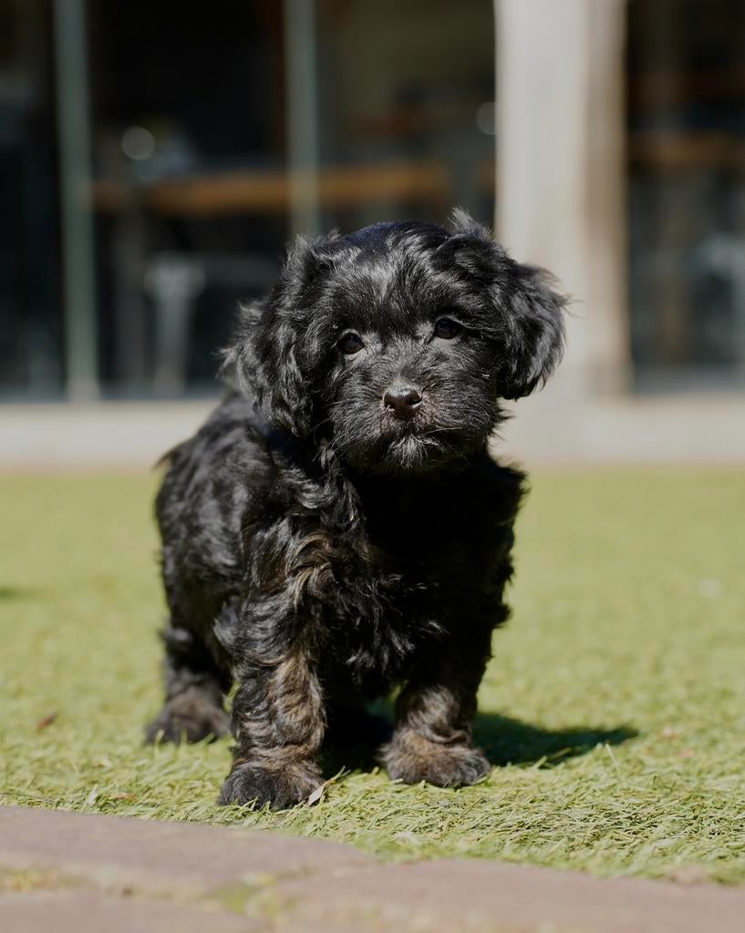 Boompoo pups | Boomer x Dwergpoedel, Dieren en Toebehoren, Parvo, Nederland, 8 tot 15 weken, Meerdere