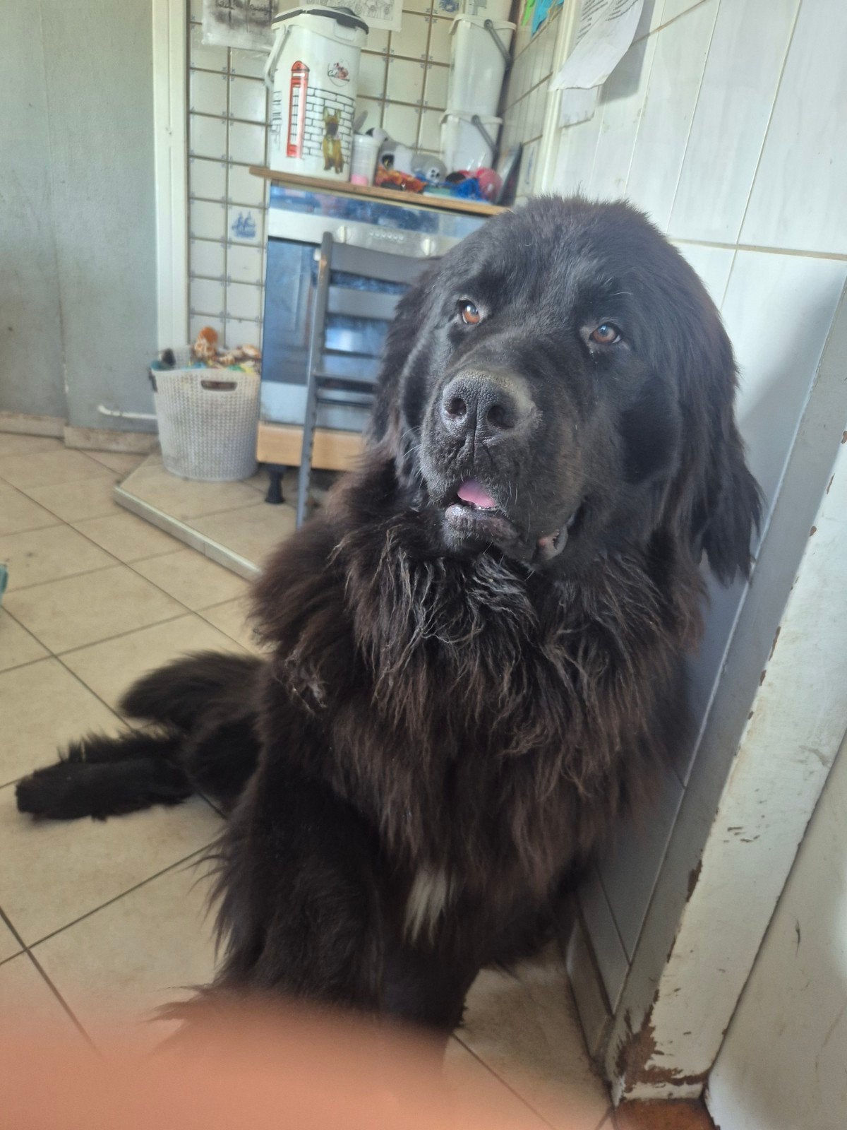Newfoundlander dekreu kleur liefste bruin gezocht voor onze, Dieren en Toebehoren, Reu, Parvo, Eén hond, 3 tot 5 jaar
