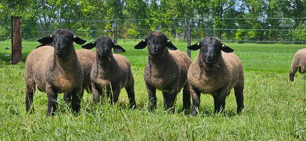 Stamboek Suffolk lammeren rammen, Dieren en Toebehoren, Mannelijk, Schaap
