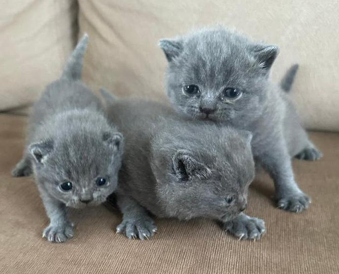 Britse Korthaar Kittens, Dieren en Toebehoren, Katten en Kittens | Raskatten | Korthaar, Meerdere dieren, Ontwormd, 0 tot 2 jaar