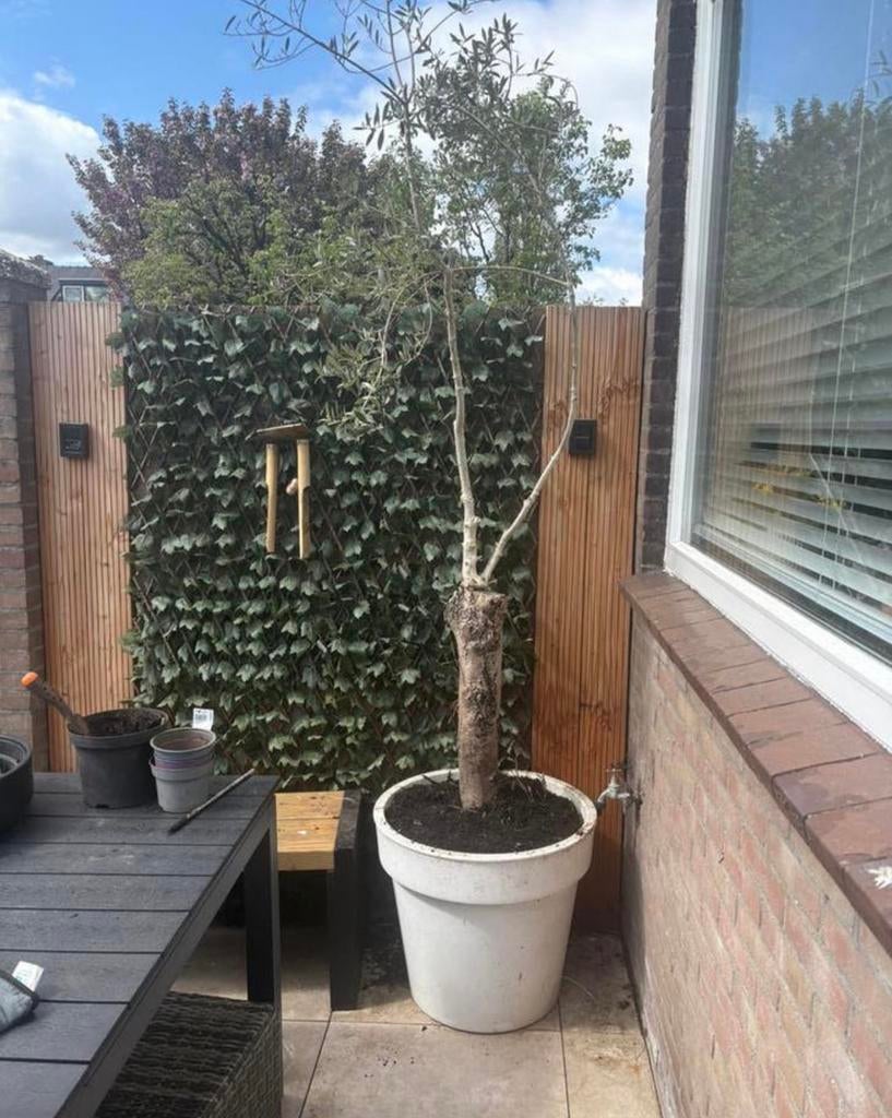 Olijfboom, Volle zon, Bloeit niet, Ophalen of Verzenden, 100 tot 250 cm