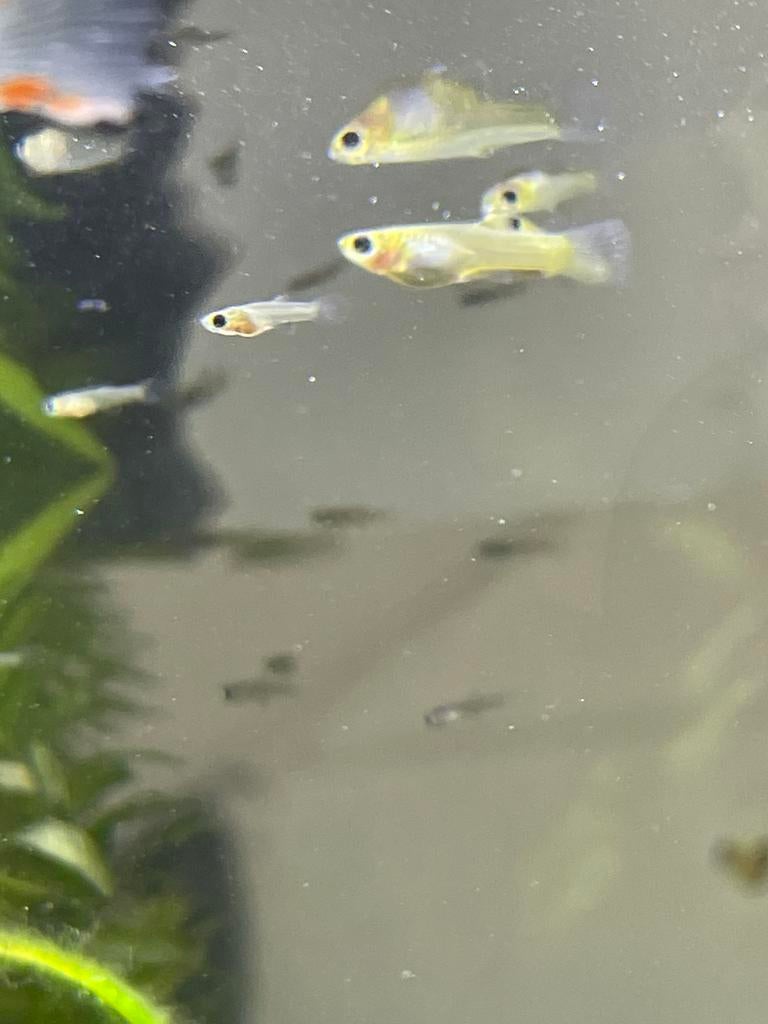 Baby guppy’s en platies!