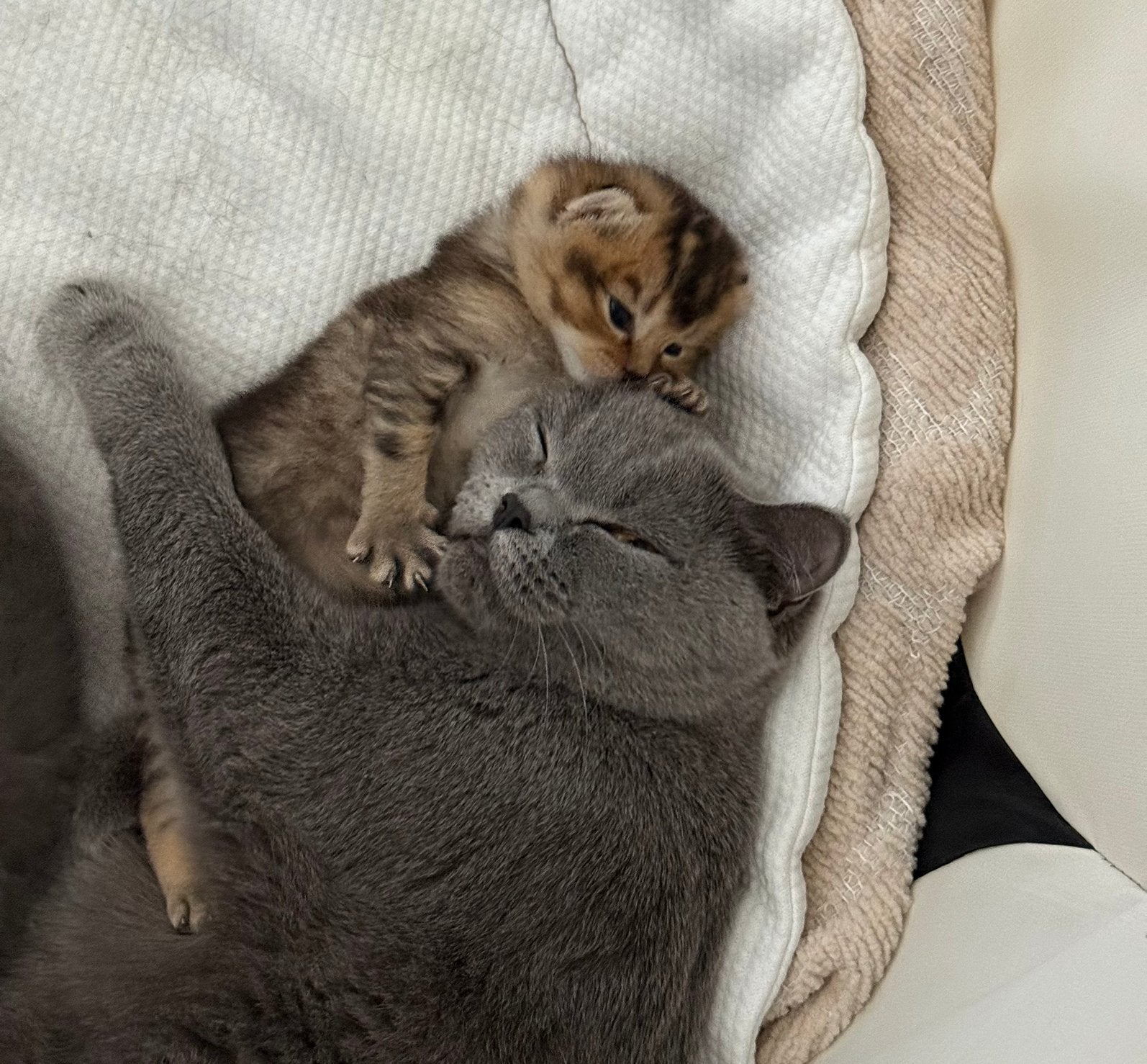 Britse Korthaar kittens geboren 21 augustus 5 kittens, Dieren en Toebehoren, Geslacht onbekend, Kortharig, 0 tot 2 jaar