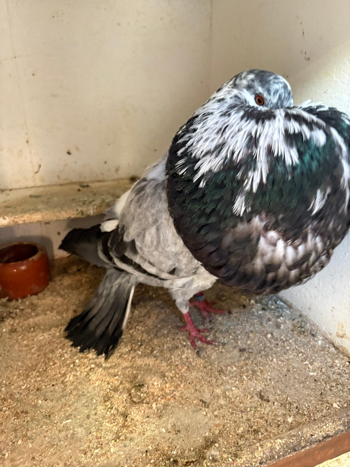 Mooie gaditano doffer, Dieren en Toebehoren, Vogels | Duiven, Mannelijk, Kropper