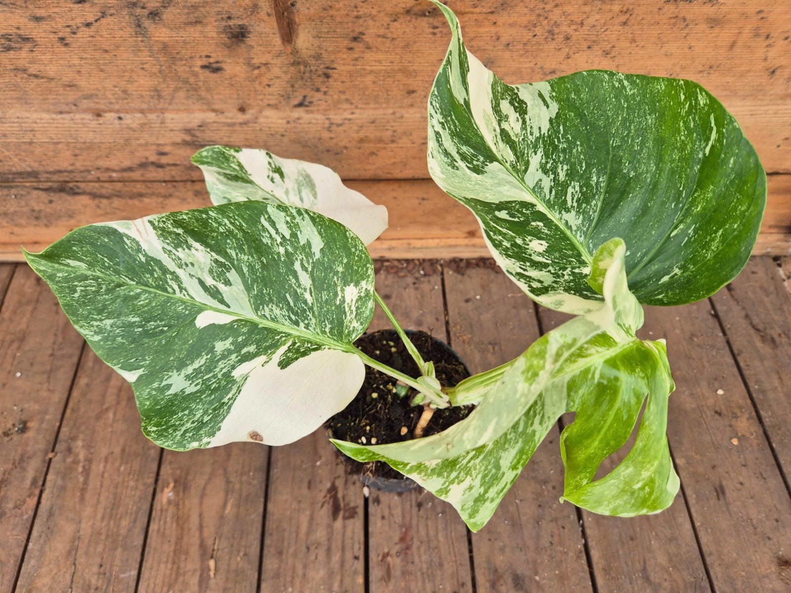 Monstera Deliciosa Variegata p12 (8), Huis en Inrichting, Kamerplanten, Ophalen of Verzenden, Halfschaduw, Minder dan 100 cm