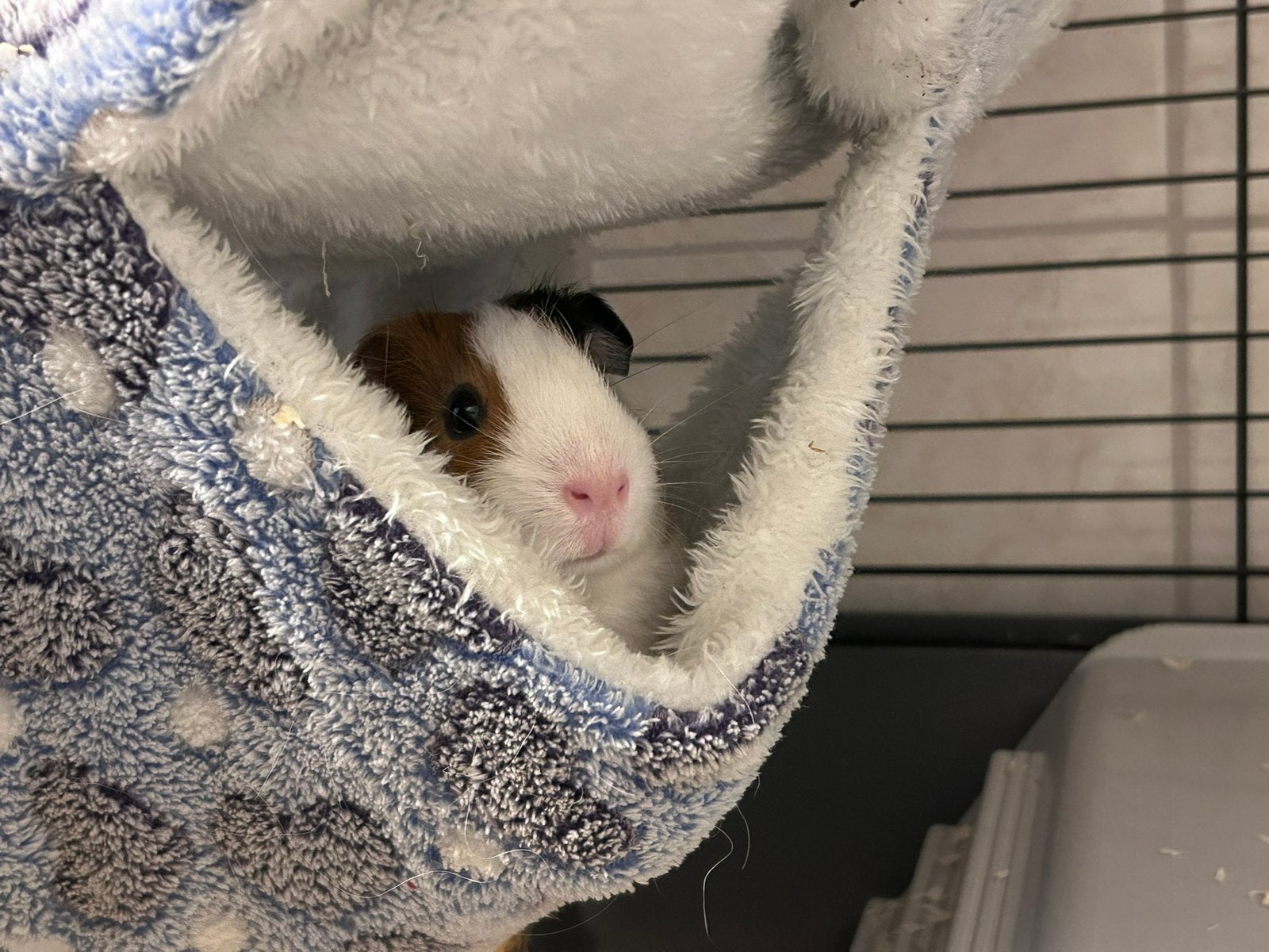 Jong cavia zeugje, Dieren en Toebehoren, Cavia, Vrouwelijk, Mei, Tam